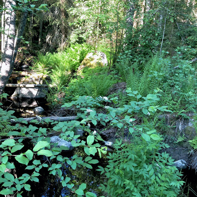 avatar for kaarne@ecoevo.social