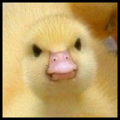 avatar for duckreadsbooks@bookwyrm.social